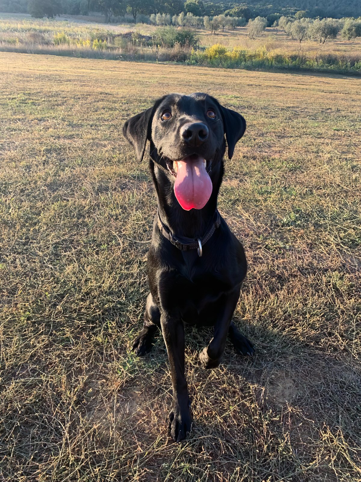 Dinamite delle Capannelle Dinamite, Madre cucciolata labrador aprile le Capannelle