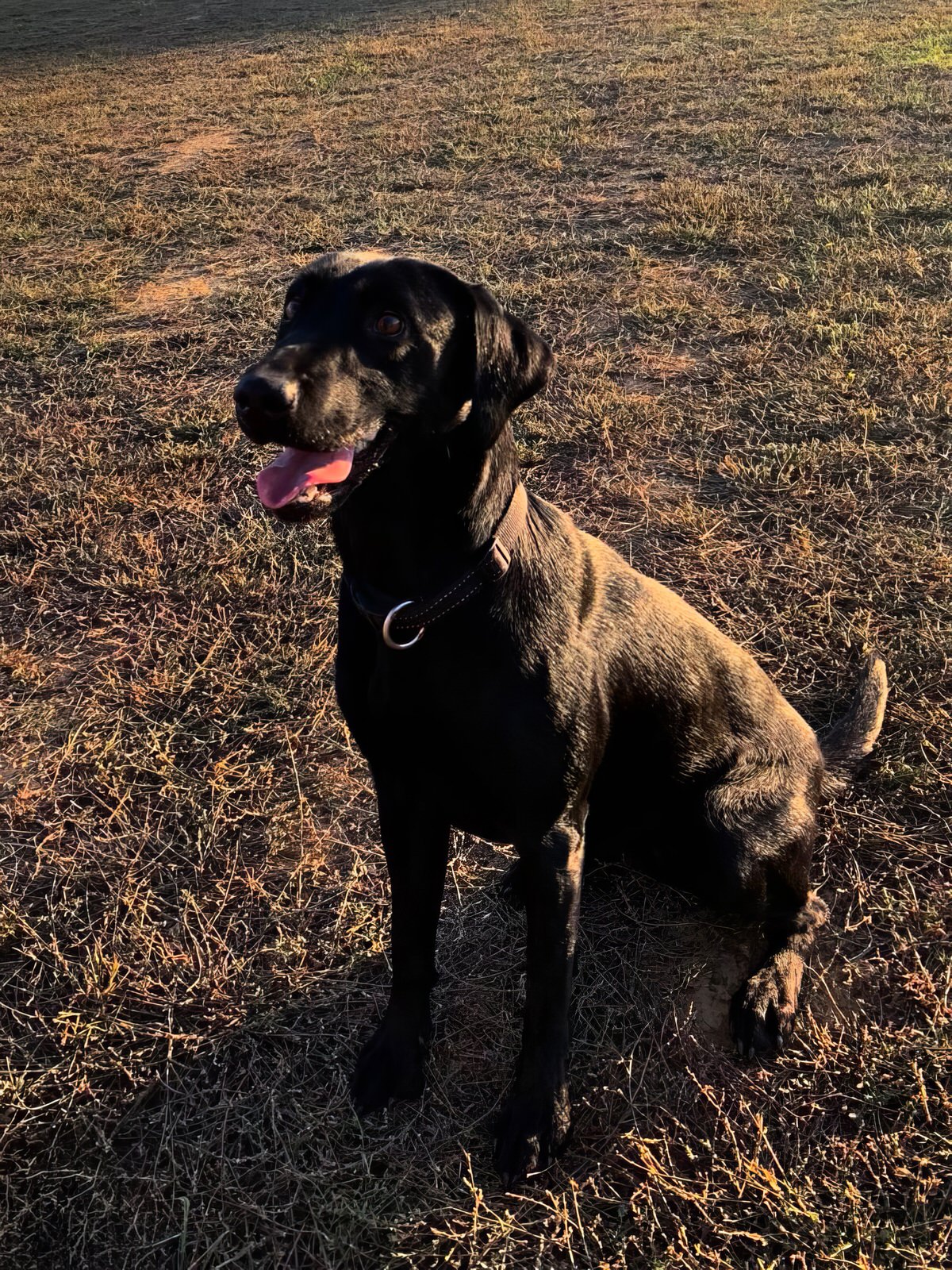 Tiger Tiger, Padre cucciolata labrador aprile le Capannelle
