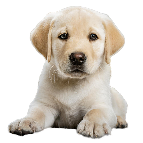 cucciolo-labrador-png-500×500-capannelle-montorsaio allevamento labrador